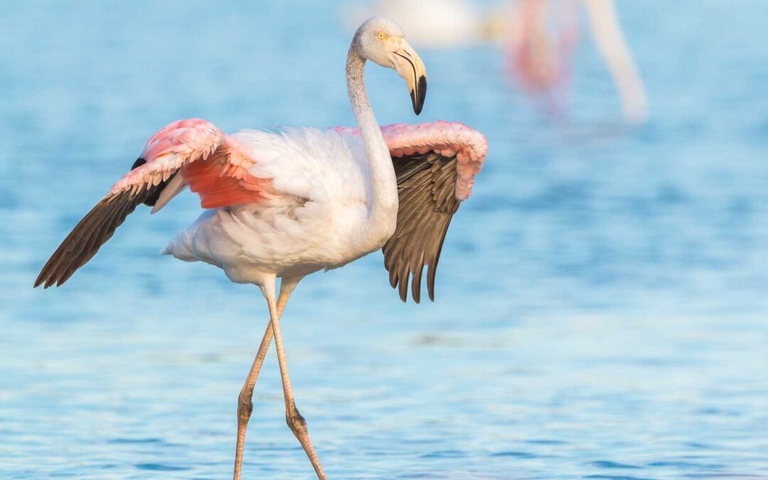 What is Career Freedom?